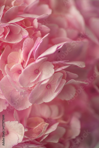 Hortensia flower pink macro close up hydrangea