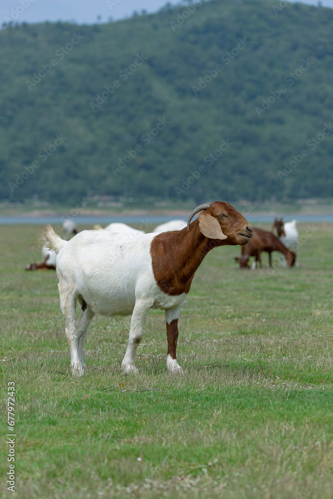Goats eat fresh hay on ecological pasture in a meadow Goats eat fresh hay on ecological pasture in a meadow