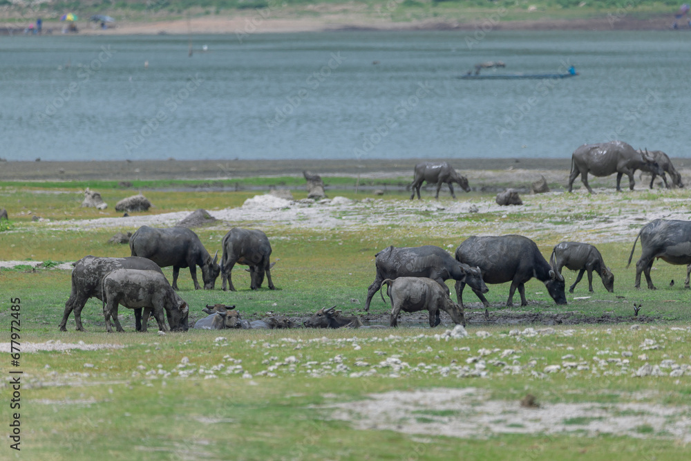 Herd of water buffaloes grazing in the grass field Herd of water buffaloes grazing in the grass field