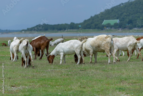 Goats eat fresh hay on ecological pasture in a meadow