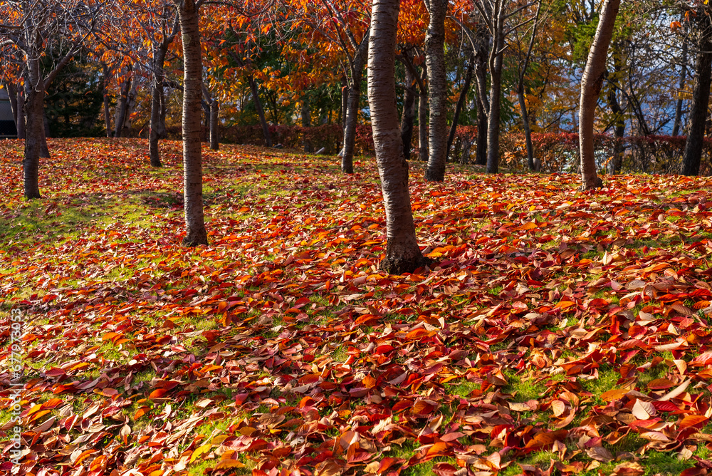 紅葉の季節の林の地面