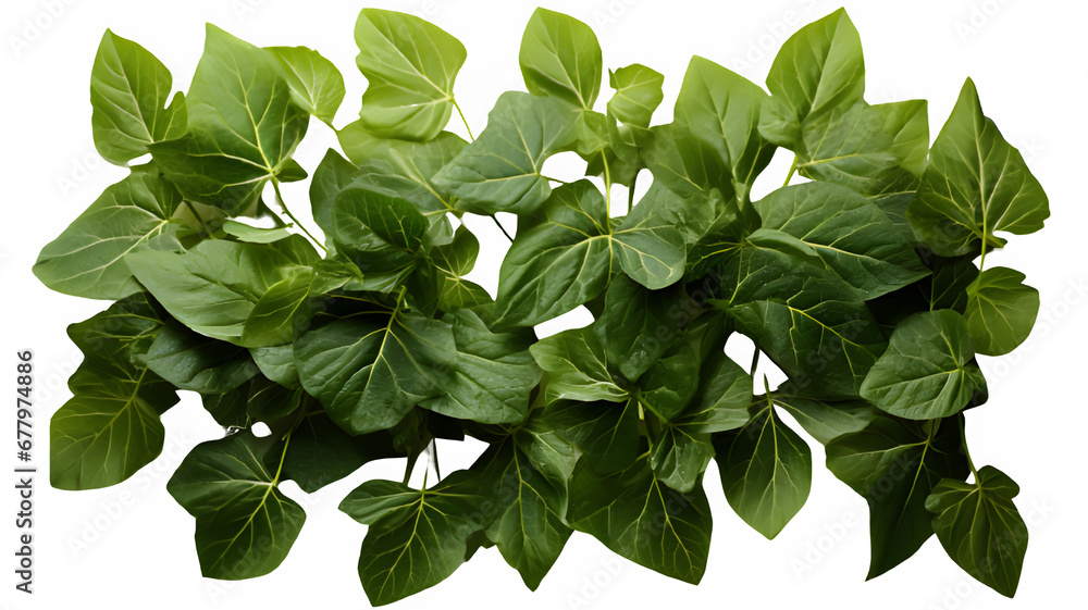 creeping green leaves isolated on white background ,generative ai creeping green leaves isolated on white background ,generative ai