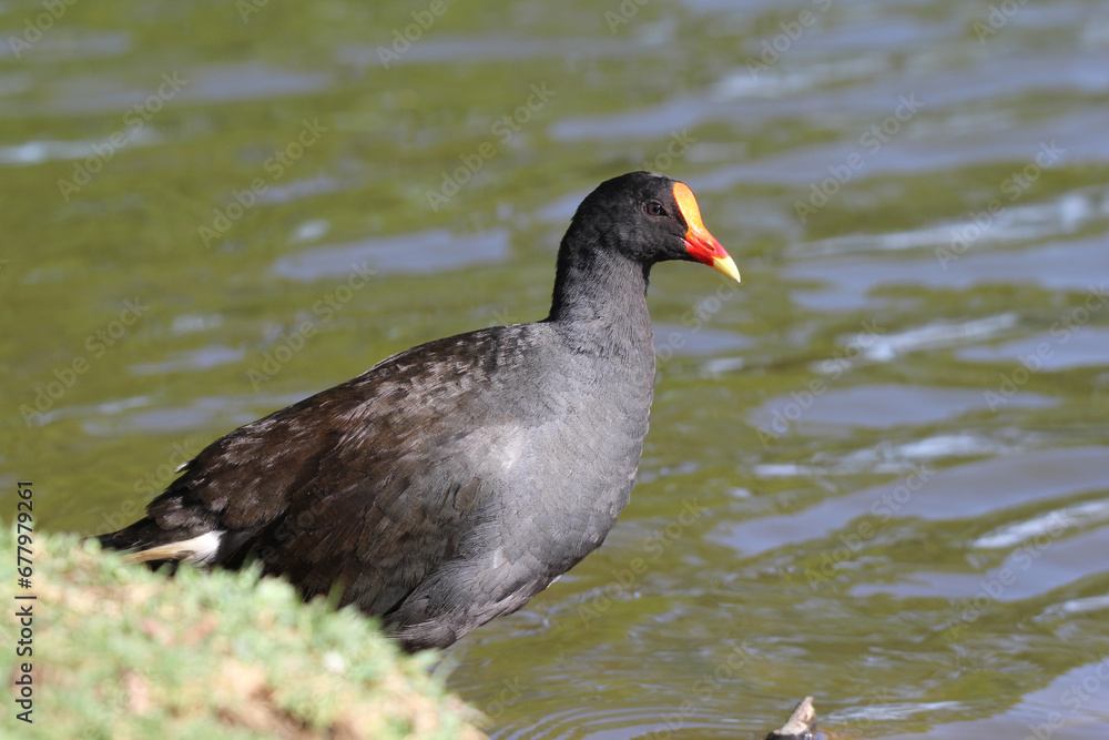Dusky moorhen bird standing on the grassy bank of a pond Dusky moorhen bird standing on the grassy bank of a pond
