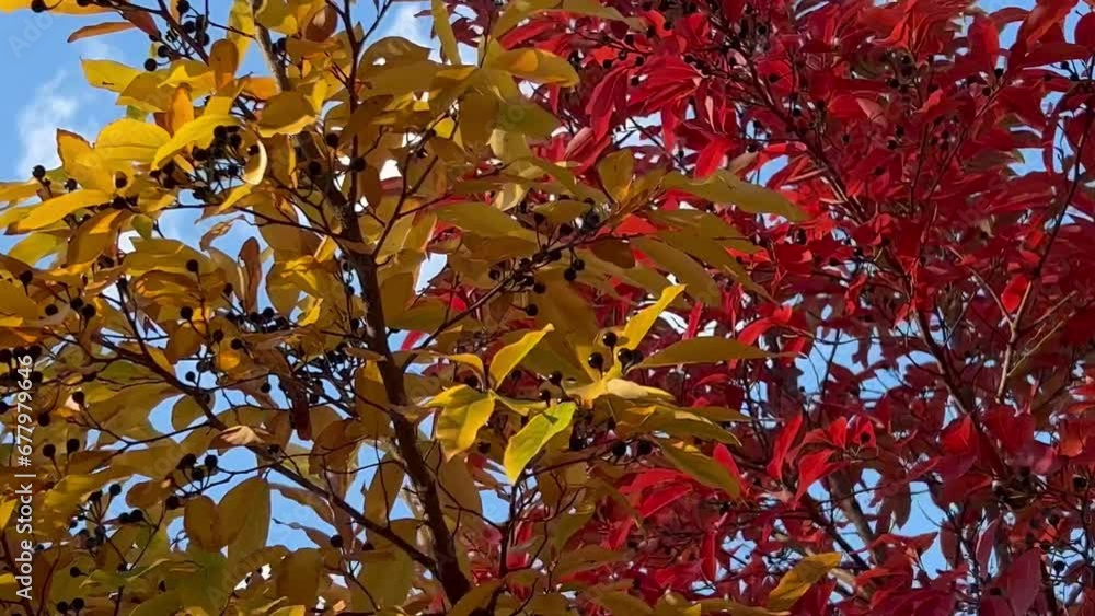 European black elderberry with red and orange leaves and black berries in autumn park. European black elderberry with red and orange leaves and black berries in autumn park.