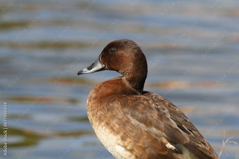 Close up portrait of a hardhead bird next to the water Close up portrait of a hardhead bird next to the water