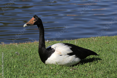 Magpie goose bird sitting on the grass next to the water