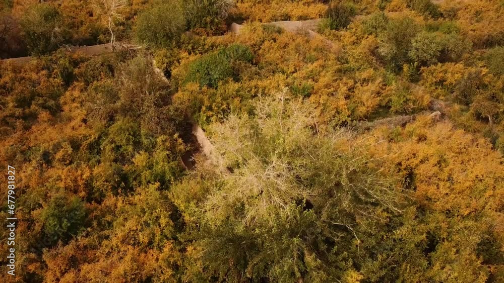 drone shot of aerial wide view landscape of beautiful gardens in iran in autumn fall winter season of harvesting pomegranate fruit to make wine juice and fresh cooking products persian cuisine local drone shot of aerial wide view landscape of beautiful gardens in iran in autumn fall winter season of harvesting pomegranate fruit to make wine juice and fresh cooking products persian cuisine local