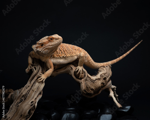 Young bearded dragon lies on a large snag against dark background. Studio shot of an exotic pet. Orange lizard on branch. Horizontal photo of Pogona barbata © Tatiana