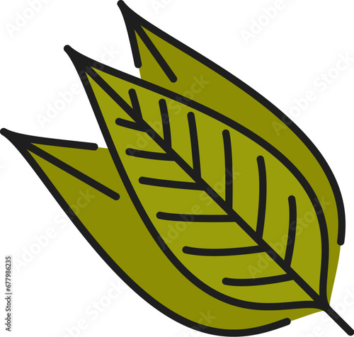 Bay leaf kitchen herb, green leaves cooking herb. Vector laurel leaves color outline icon, dry bay leaf, medicinal herbal laurus plant