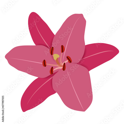 Pink lily flower icon isolated on transparent and white background. Close-up nature element to decorate the design of cards and invitations. Vector illustration in cartoon flat style. Flowering plant.