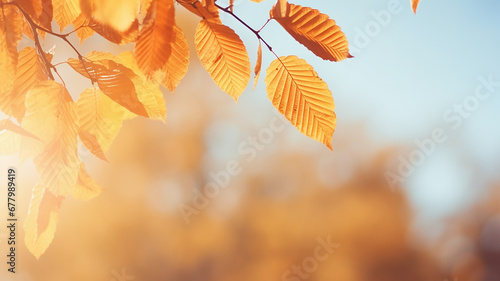 autumn abstract background  elm branch with yellow leaves on a background with a copy  space  october sky