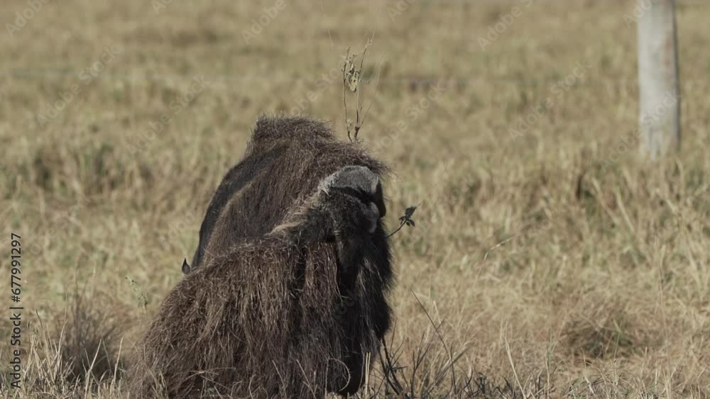 giant anteater mother carrying a baby on her back, Myrmecophaga tridactyla, walking over a meadow of a farm in the Pantanal. Myrmecophaga tridactyla, also ant bear, native to Central and South America giant anteater mother carrying a baby on her back, Myrmecophaga tridactyla, walking over a meadow of a farm in the Pantanal. Myrmecophaga tridactyla, also ant bear, native to Central and South America