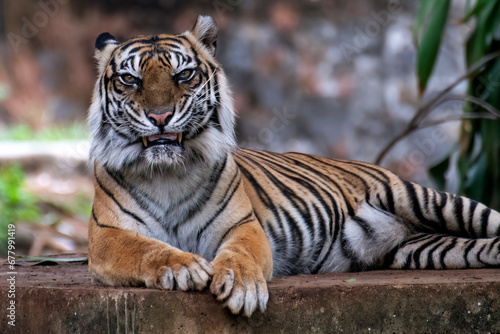 a Sumatran tiger is resting