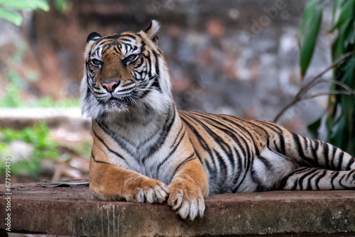 Fototapeta Naklejka Na Ścianę i Meble -  a Sumatran tiger is resting