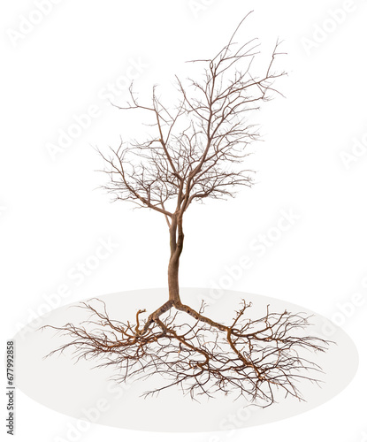 Arbre nu avec racines sur fond blanc  photo