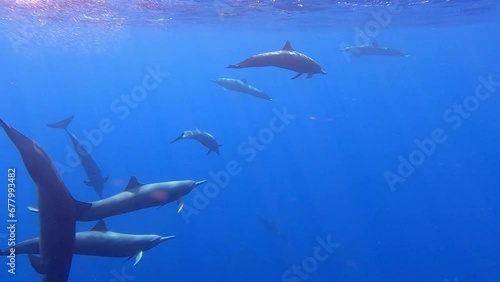 Group of spinner dolphins underwater, Pacific ocean, Mazunte, Oaxaca, Mexico photo