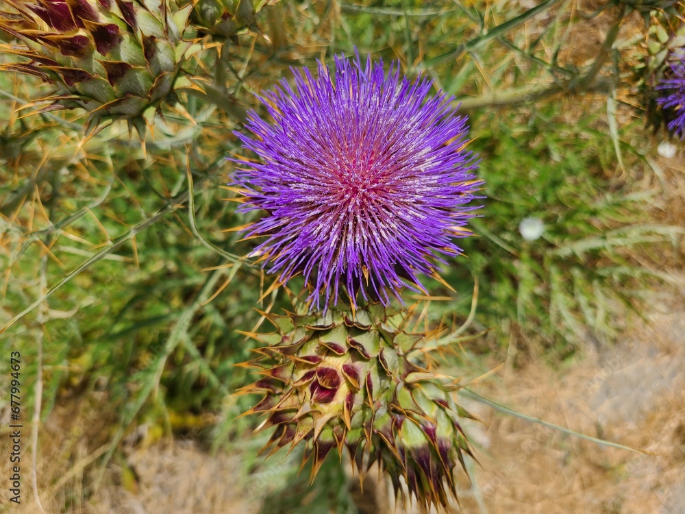 Thistle flower in bloom, San Ramon, California Thistle flower in bloom, San Ramon, California