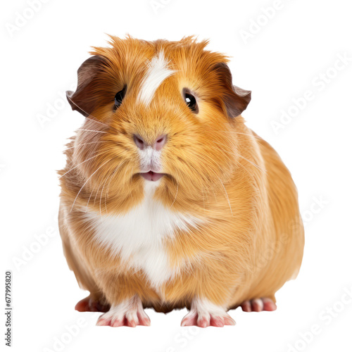 guinea pig isolated on transparent background,transparency 