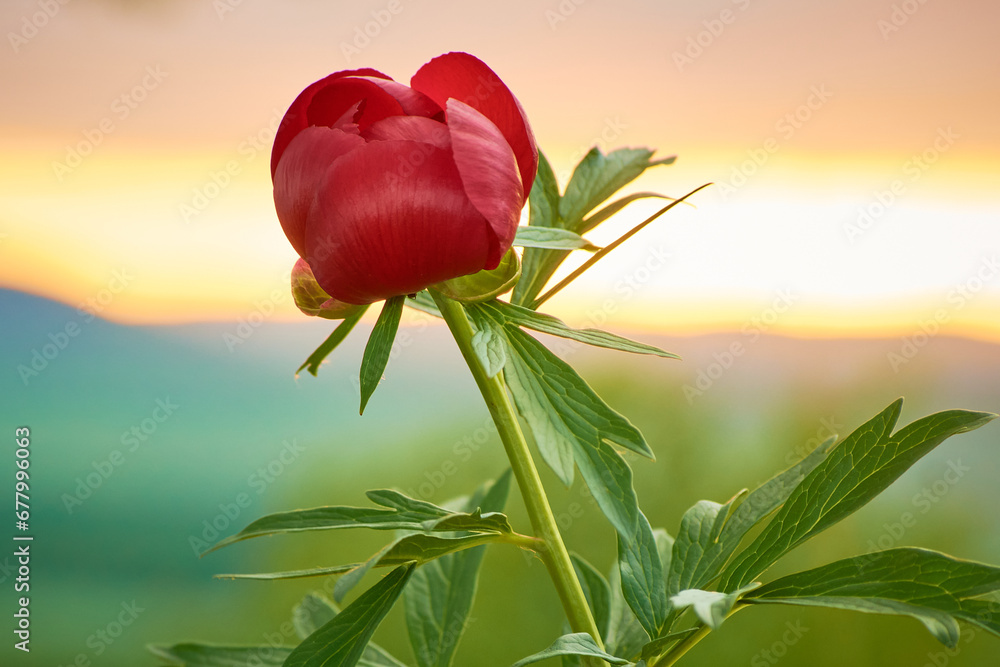beautiful Paeonia peregrina in the forest, Romania