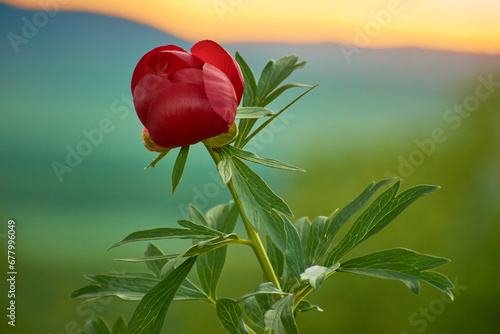 beautiful Paeonia peregrina in the forest, Romania