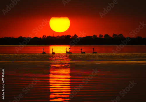 sunset with cygnus olor on the lake in the Danube Delta