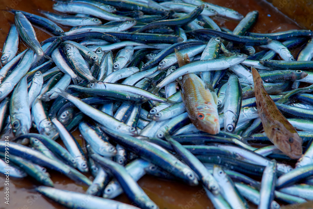 anchovies caught by fishermen in the morning in the sea