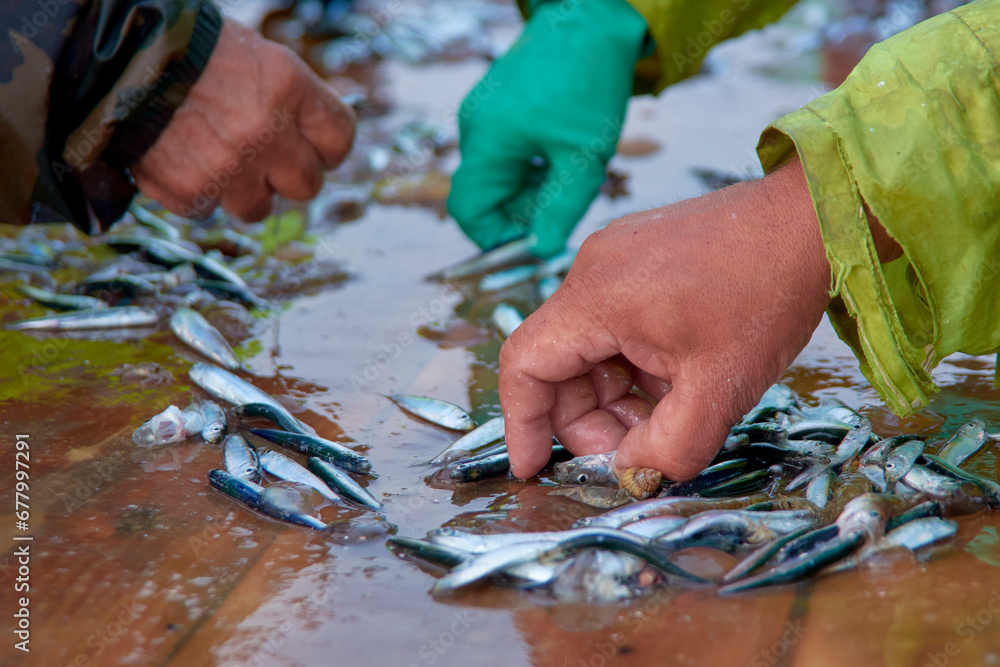 the fishermen sort the anchovies caught in the sea nets