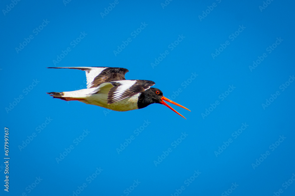 Oystercatcher (Haematopus ostralegus) in flight