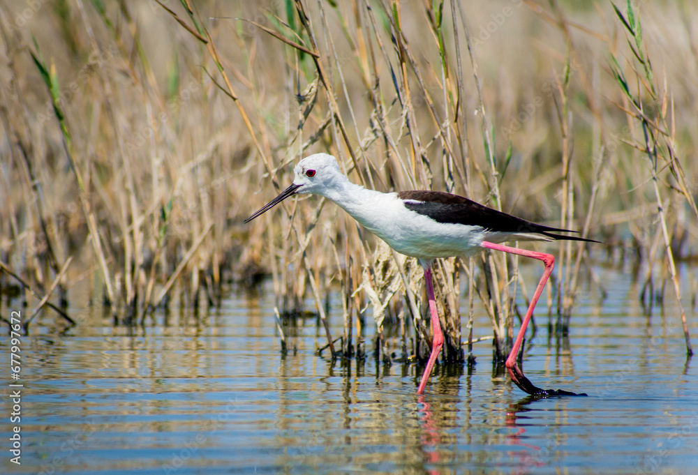 beautiful Himantopus himantopus looking for food