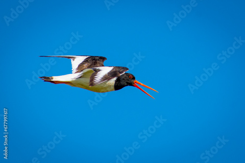 Obraz na płótnie Oystercatcher (Haematopus ostralegus) in flight w salonie