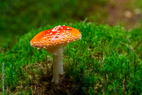 the beautiful Amanita muscaria in the forest