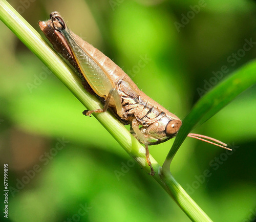 Konstfotografi Brown locust on a blade of grass