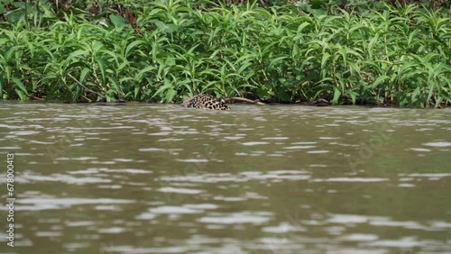 Jaguar, Panthera onca, a big solitary cat native to the Americas, swimming through a murky river of the Pantanl, the biggest swamp area of the world, near the Transpantaneira in Porto Jofre in Brazil. photo