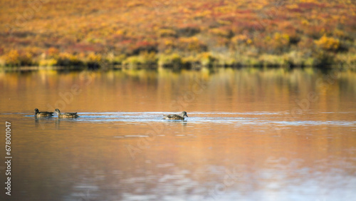 Yukon in Canada, wild landscape in autumn, lake with ducks