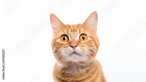 Portrait of Licking Ginger Cat