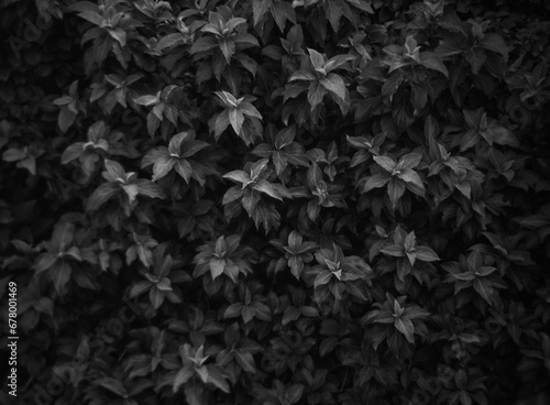 wildlife leaves pattern background on forest