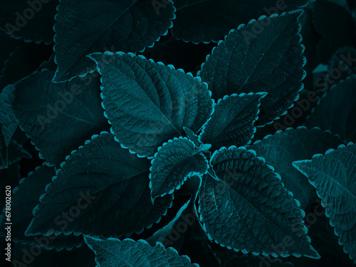 wildlife leaves pattern background on forest