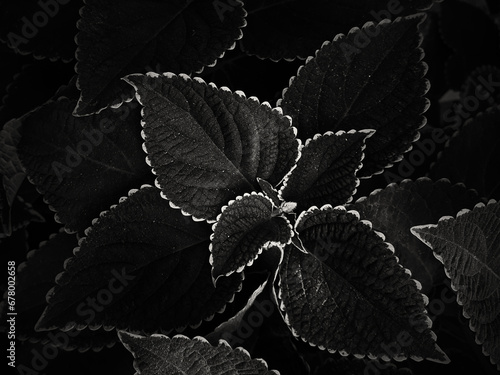 wildlife leaves pattern background on forest