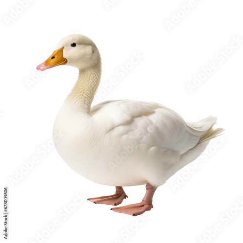 White duck isolated on transparent background,transparency 