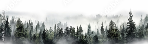 coniferous forest isolated on a white background panorama, tops of fir trees. photo