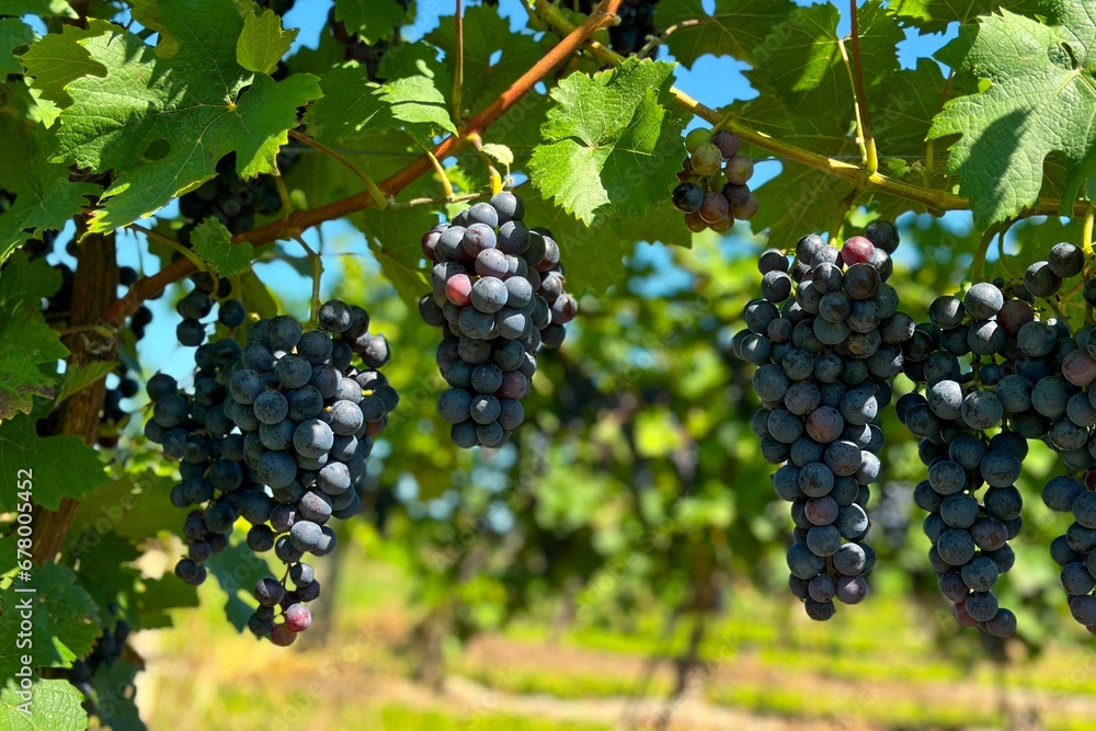 Closeup of Dornfelder, black grape of German origin used for red wine