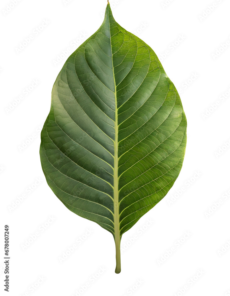 Obraz premium Isolated green leaf on white background