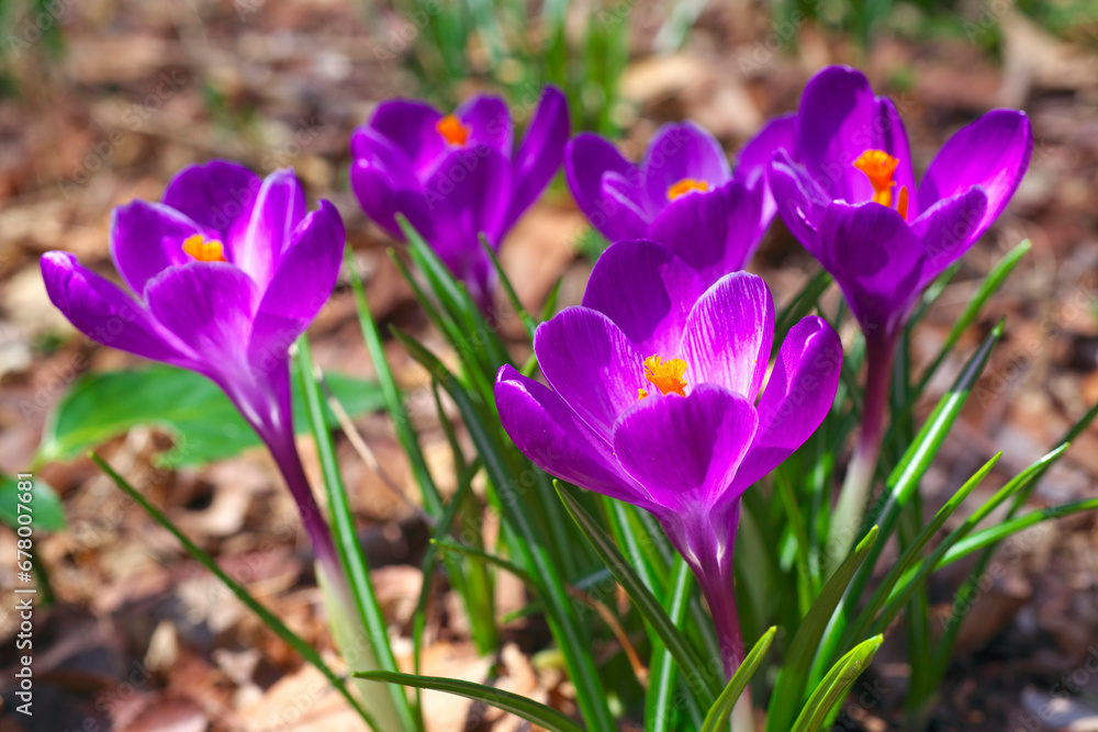 The flower of crocus , Japan,Tokyo,Tachikawa March 2014 The flower of crocus , Japan,Tokyo,Tachikawa March 2014