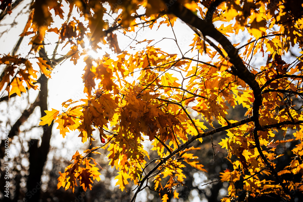 Sunshine shining through fall color leaves during golden hour