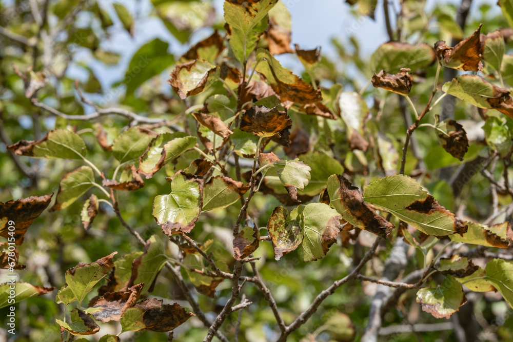 mulberry leaves that have started to dry.