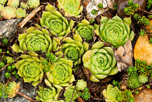 Hens and chicks succulents in a xerophytic Connecticut garden. photo