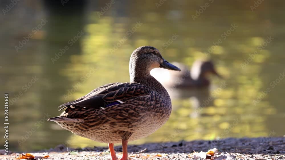 Wild duck near the lake im sauerland Wild duck near the lake im sauerland