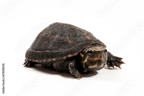 White-lipped mud turtle // Weißmaul-Klappschildkröte (Kinosternon leucostomum) 