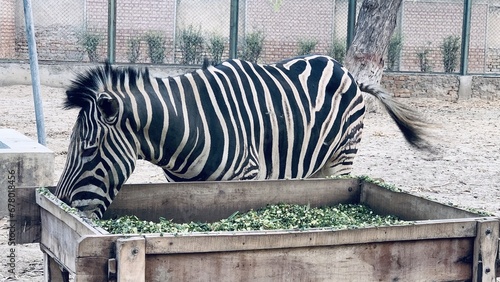 Beautiful Zebra Video From The D.G.Khan Zoo. A Zebra Standing On The Lawn Eating Grass. Zebra is species of African horse family unique with having black an white strippit coats. photo