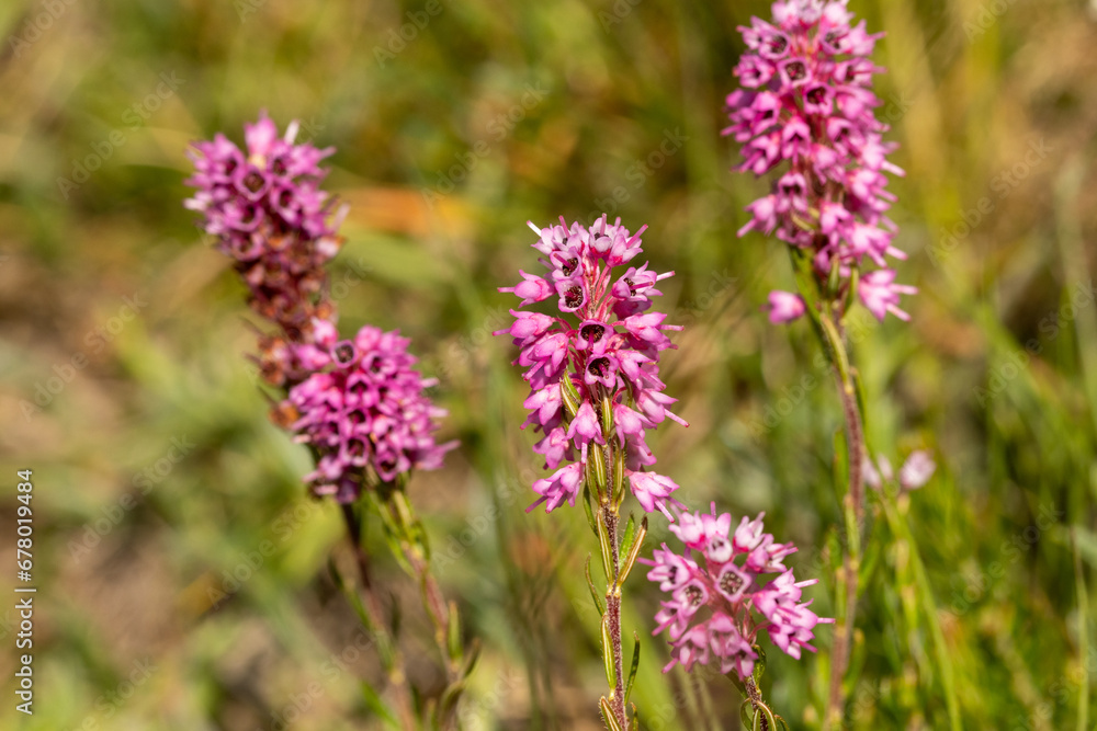 Spike Heath (Bruckenthalia spiculifolia) in natural habitat Spike Heath (Bruckenthalia spiculifolia) in natural habitat